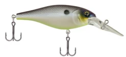 Berkley Bad Shad Medium Diving Crankbait -Fishing Gear Shop 13945542803511