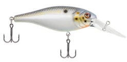 Berkley Bad Shad Medium Diving Crankbait -Fishing Gear Shop 13945543065655