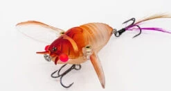 Chasebaits Ripple Cicada 1 3/4 Inch Wakebait Crawler -Fishing Gear Shop 32233146941529