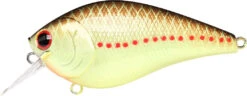 Lucky Craft LC 2.5 Shallow Squarebill Crankbait -Fishing Gear Shop copper 2Bperch